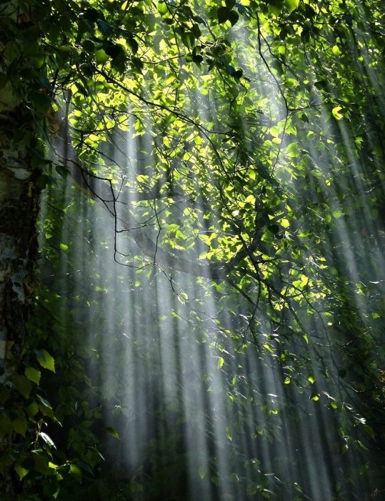 forest-ga16f06569_1280