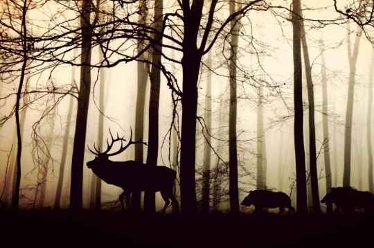 Wilder Wald mit Hirschen und Rehen