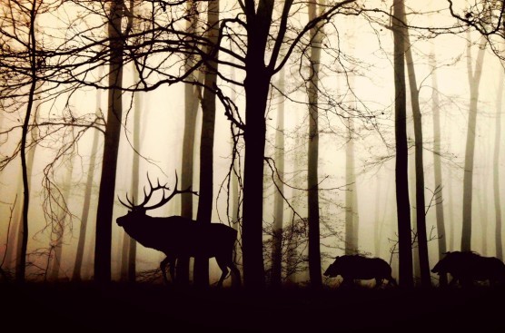 Wilder Wald mit Hirschen und Rehen